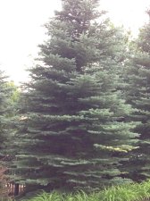 variegated colorado blue spruce 2.jpg