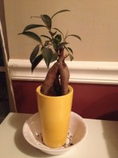 Mrs.Bonsai.jpg