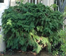 conifer copy.jpg