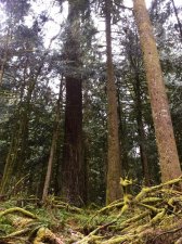 douglas_fir_2014-02-10.jpg