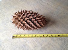 cone.jpg