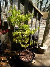 Apalm Summer Gold - Apr4.jpg