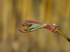 Apalm Shinju leaves - Apr10.jpg
