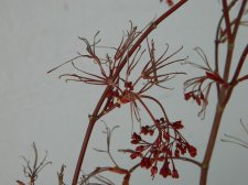 Apalm Aekan Ie's flowers, leaves - Apr10.jpg