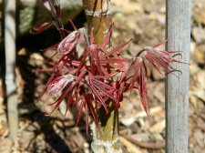 Apalm Beni otake leaves - Apr15.jpg