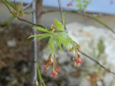 Apalm Filigree leaves, flowers - Apr15.jpg