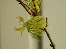 Apalm Emery's Dwarf leaves - Apr11.jpg