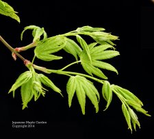 Acer palmatum Tiny leaf.jpg