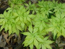 Apalm Shigi no hoshi leaves - May2.jpg