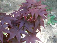 Apalm Beni otake seeds - May2.jpg