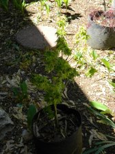 Apalm Lima Gold - May2.jpg