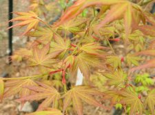 Apalm Momoiro koyasan leaves - Apr20.jpg