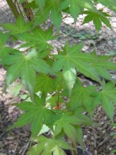 Apalm Momoiro koyasan leaves - May2.jpg
