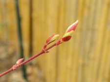 Apalm Murakumo leaves - Apr20.jpg