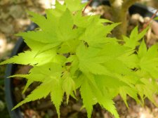 Apalm Murakumo leaves - May2.jpg