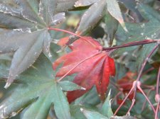Apalm Nuresagi leaf.jpg