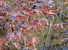 Apalm Nuresagi color change leaves.jpg