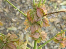 Apalm Peaches and Cream leaves - May2.jpg