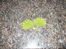 Leaf.JPG