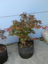 Apalm Otome zakura - May2.jpg