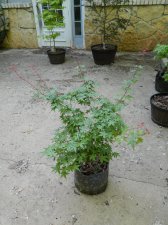 Apalm Otome zakura new growth - Jun13.jpg