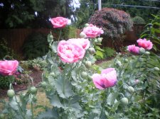 IMGP0494.jpg