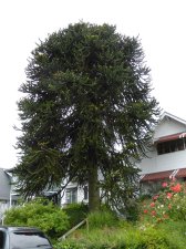 20140619_447W19thCambie_AraucariaAraucana-Monoecious_Cutler_P1090533.jpg
