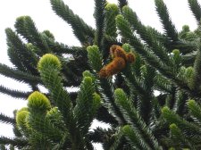 20140619_447W19thCambie_AraucariaAraucana-Monoecious_Cutler_P1090543.jpg
