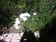 IMG_0228[1].jpg