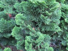 Conifer1.jpg