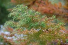 DSC_2990_resize.jpg