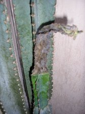 cactus_close_sm_061706.JPG