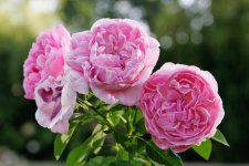 Rose.jpg