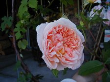 rose flower.jpg