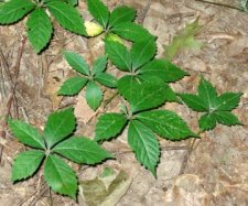 virginia_creeper.jpg