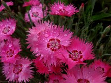 Flower-6-my-web.jpg