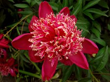 Flower-8-my-web.jpg