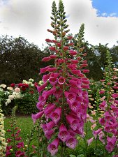 Flower-11-my-web.jpg