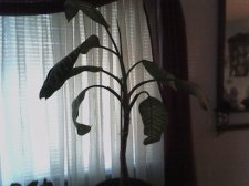 unknown2.jpg