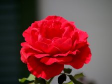 flowers 182aa700.jpg