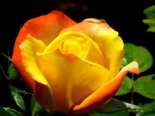 flowers 291634a.jpg