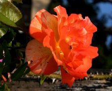 flowers 278a.jpg