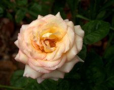 flowers 291803a.jpg