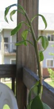 cactus 001.jpg