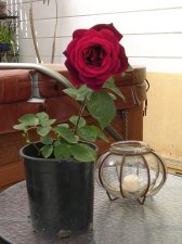 Mystery Rose 105.jpg
