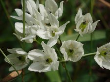 Triteleia.jpg