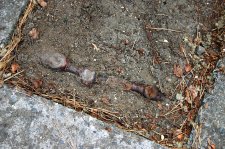 Pine Root 1.jpg