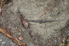 Pine Root 2.jpg