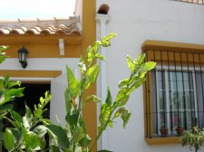 lemon tree 003.jpg