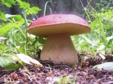 boletus2-1-1024.jpg